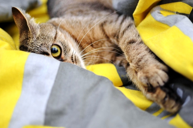Purrfect Home Loans 