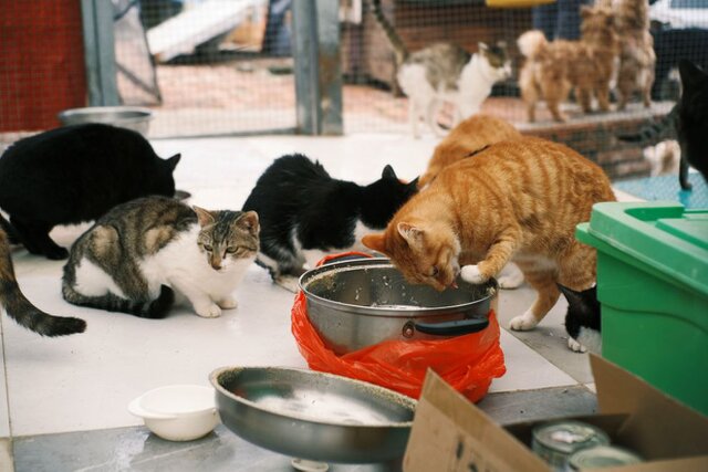 Purrfect Home Loans Purrfect Home Loans