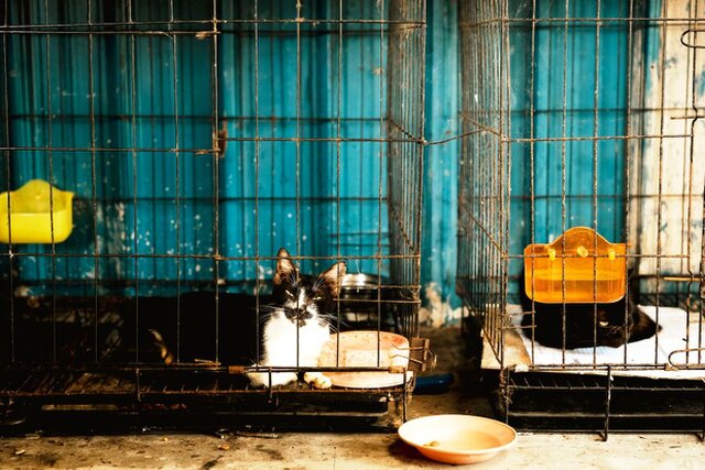 Purrfect Home Loans Purrfect Home Loans